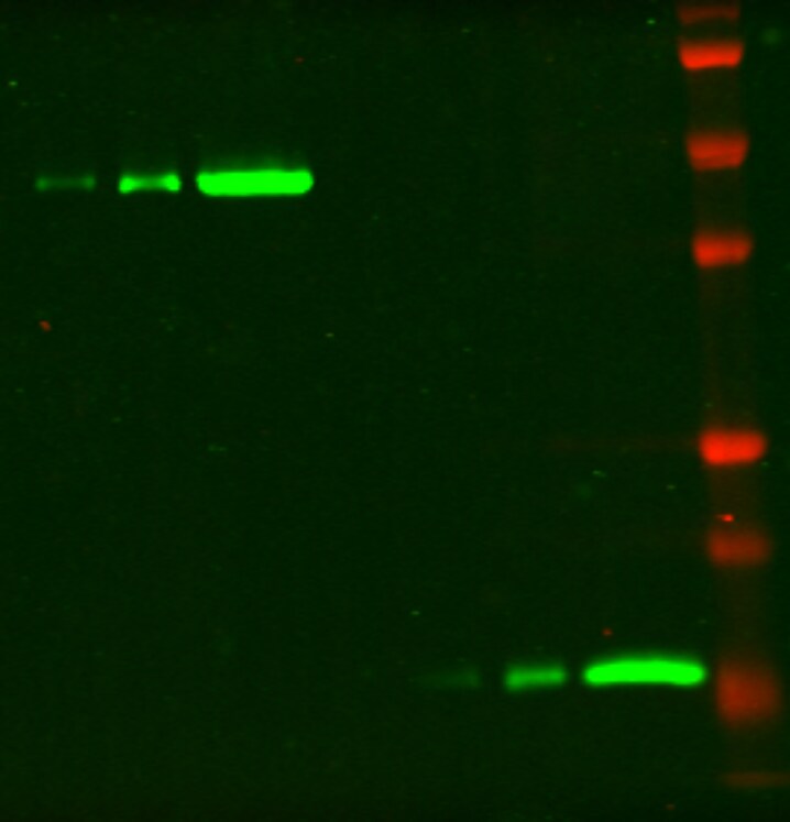 Human SUMO3 Antibody MAB2959