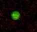 Human/Mouse/Rat FABP1/L‑FABP Antibody MAB29641