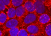 Human FABP1/L‑FABP Antibody MAB29644