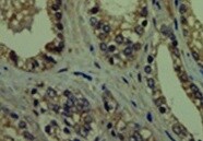 Human Syndecan-2/CD362 Antibody MAB29651