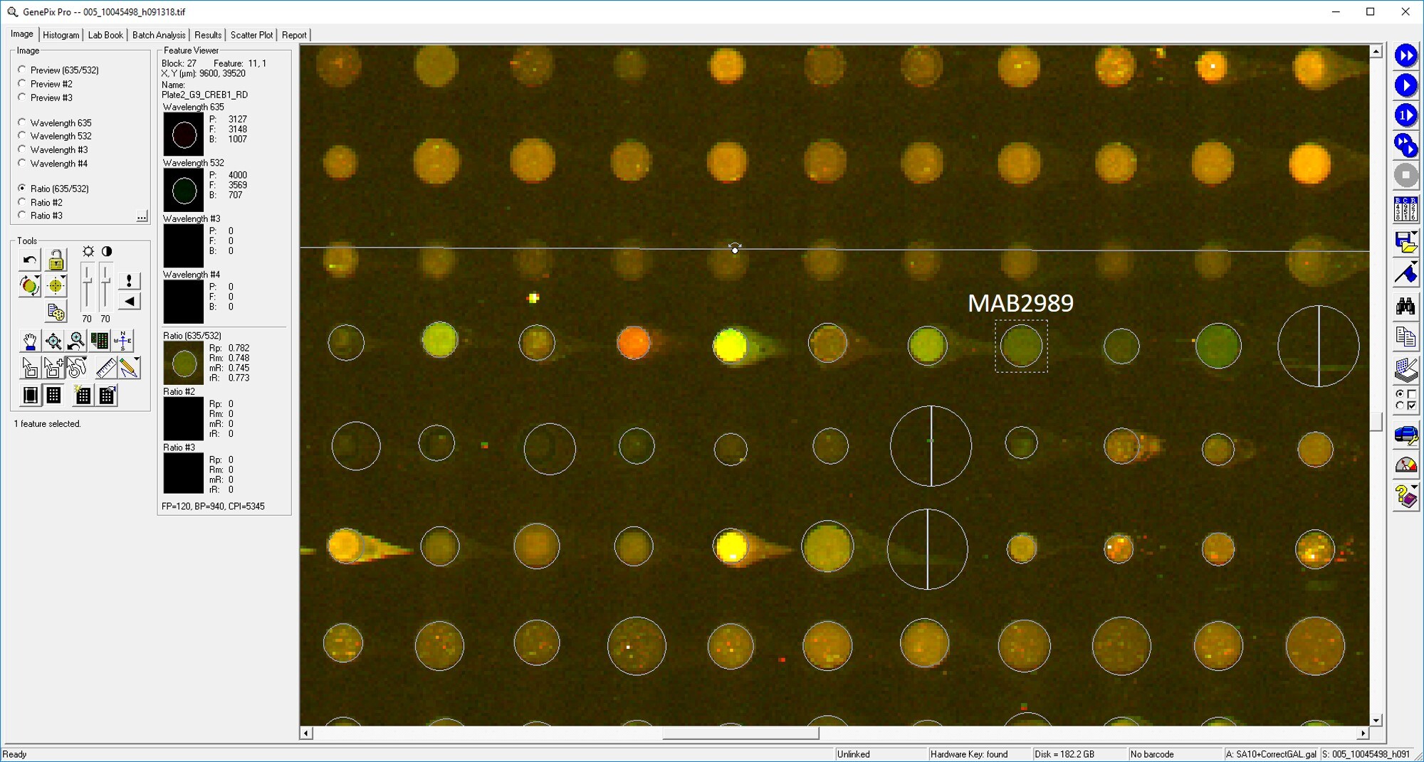 Human CREB Antibody MAB2989