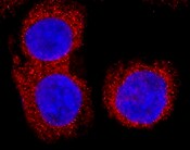 Human Phospho-p53 (S392) Antibody MAB2996