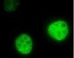 Human HIF‑2 alpha /EPAS1 Antibody MAB2997