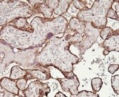 Human VEGF165b Antibody MAB3045