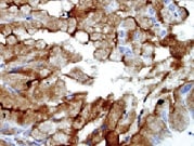 Human VEGF165b Antibody MAB3045