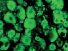 Human IL‑4 Antibody MAB304