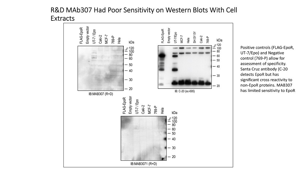 Human Erythropoietin R Antibody MAB307