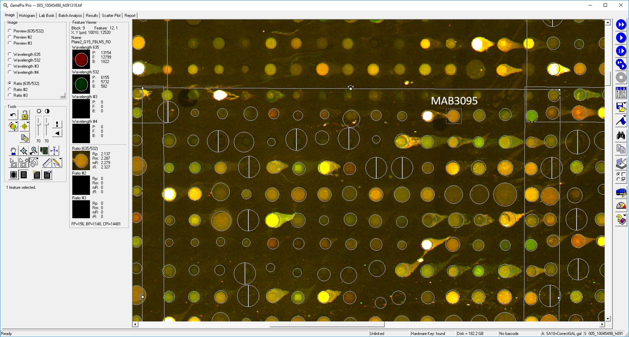 Human Fibulin 5/DANCE Antibody MAB3095