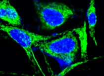 Human APLP‑1 Antibody MAB3129