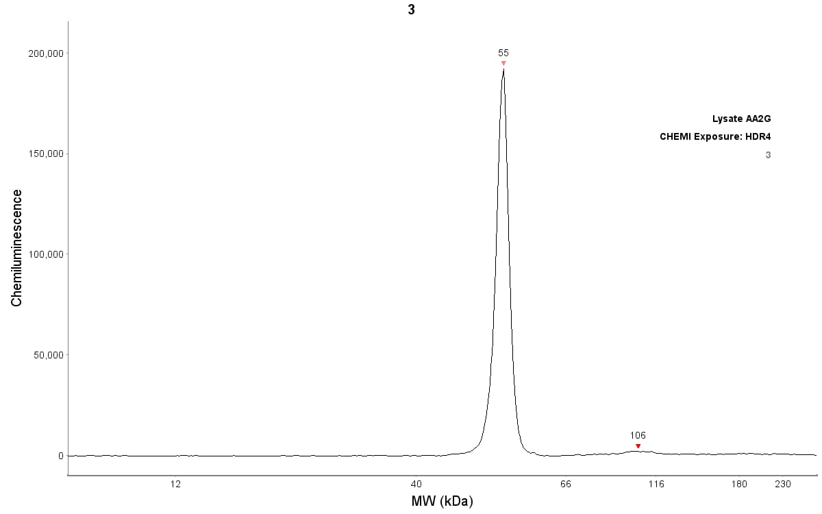 Human Cytokeratin 14 Antibody MAB3164