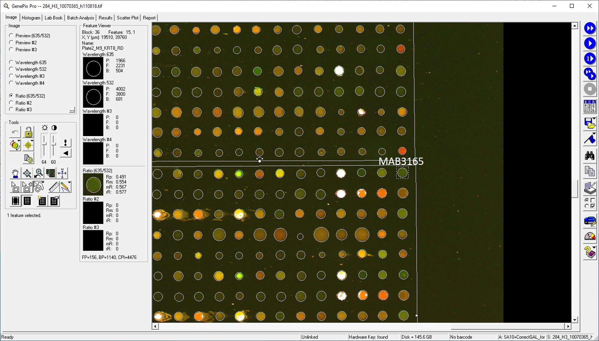 Human Cytokeratin 8 Antibody MAB3165