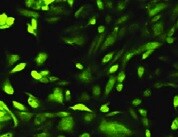 Human Cytokeratin 8 Antibody MAB3165