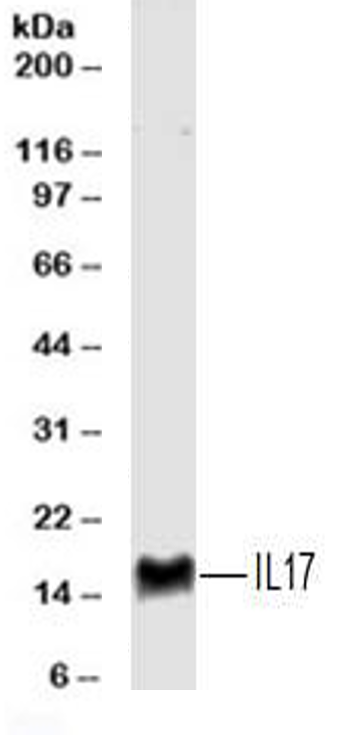 Human IL‑17/IL‑17A Antibody MAB3171