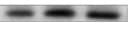 Human/Mouse/Primate BMP‑9 Antibody MAB3209