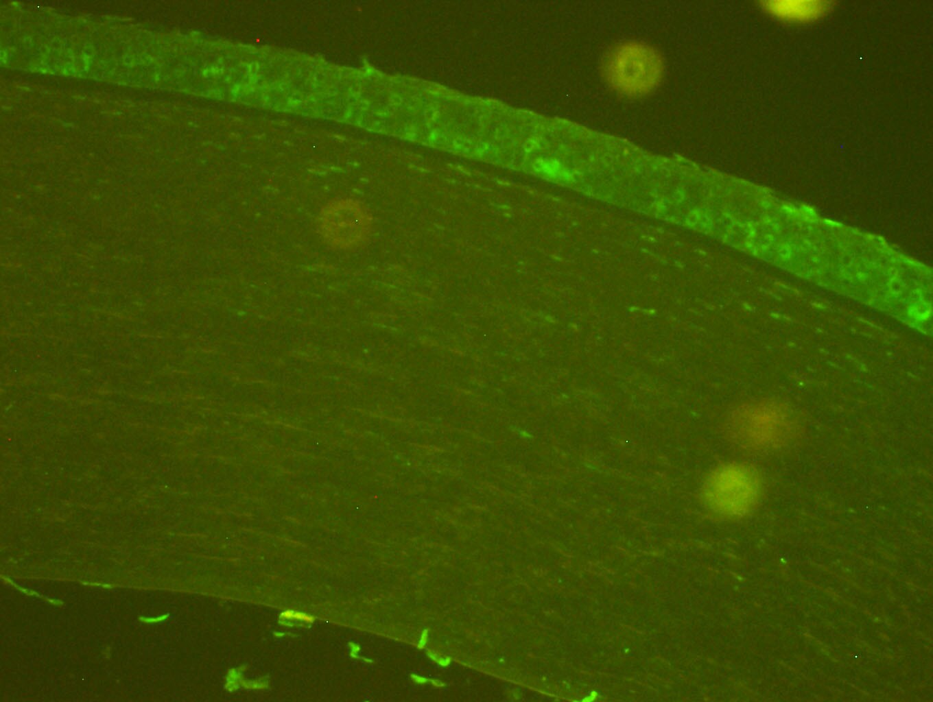 Nitrotyrosine Antibody MAB3248