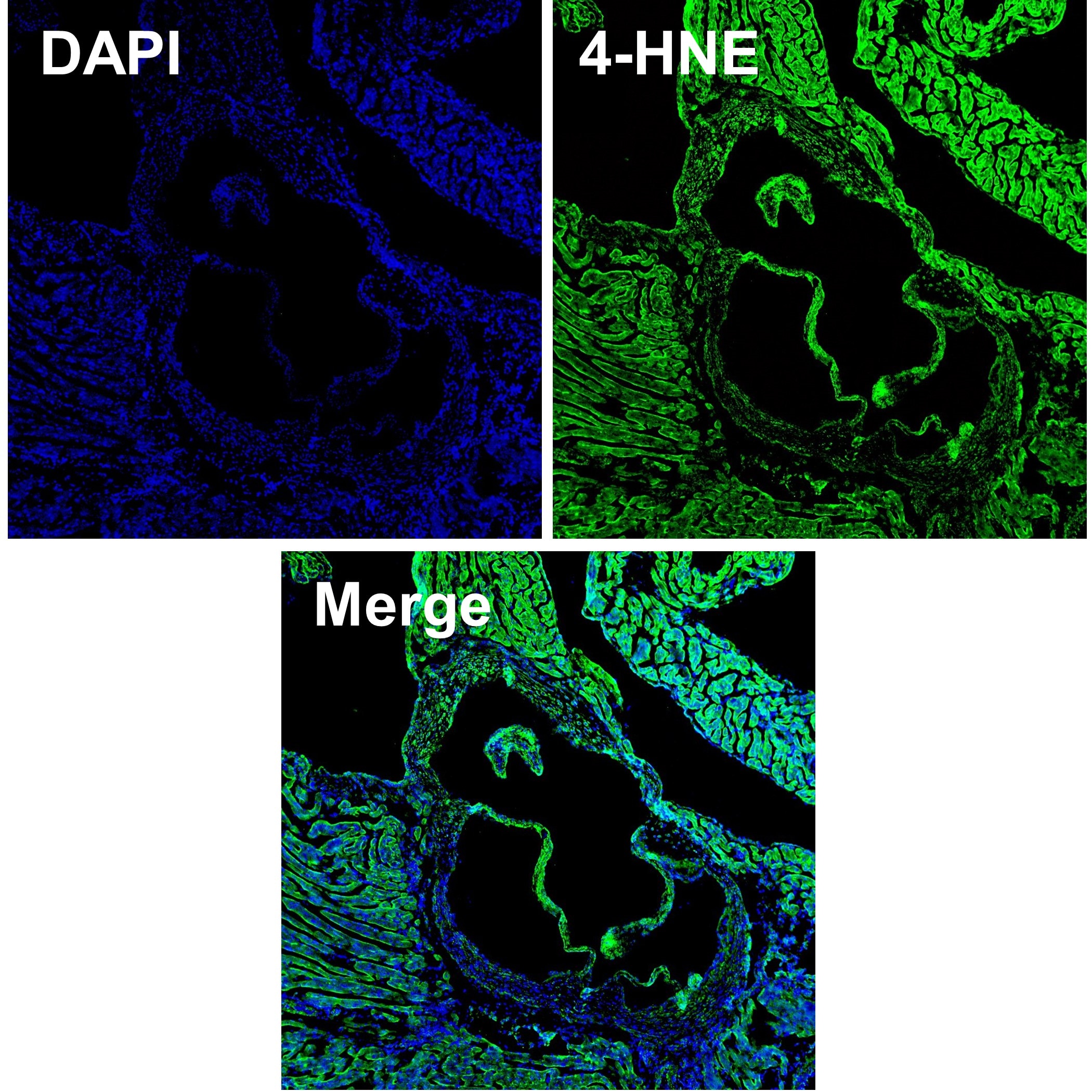 4‑Hydroxynonenal Antibody MAB3249