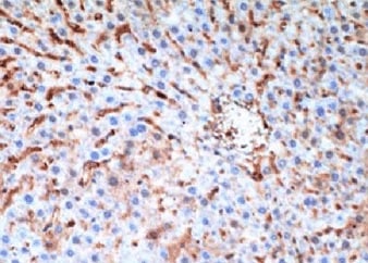 4‑Hydroxynonenal Antibody MAB3249