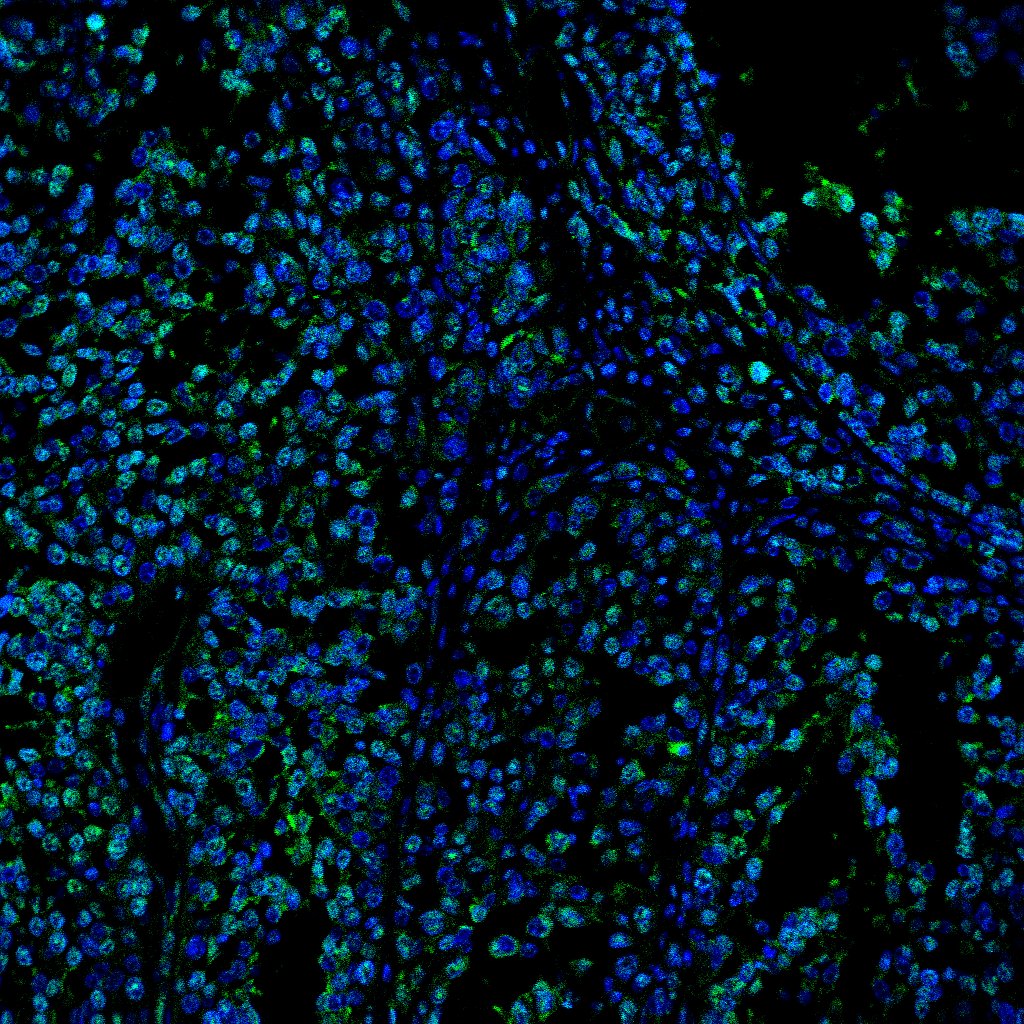 Human CTLA‑4 Antibody MAB3252