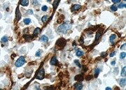 Mouse Coagulation Factor VII Antibody MAB33051