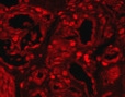 Human HES‑1 Antibody MAB3317