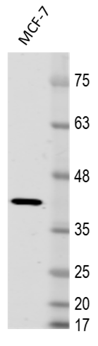 Human BMI‑1 Antibody MAB33341