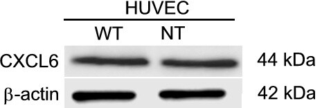 Human CXCL6/GCP‑2 Antibody MAB333