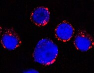 Equine IL‑1 beta /IL‑1F2 Antibody MAB33401