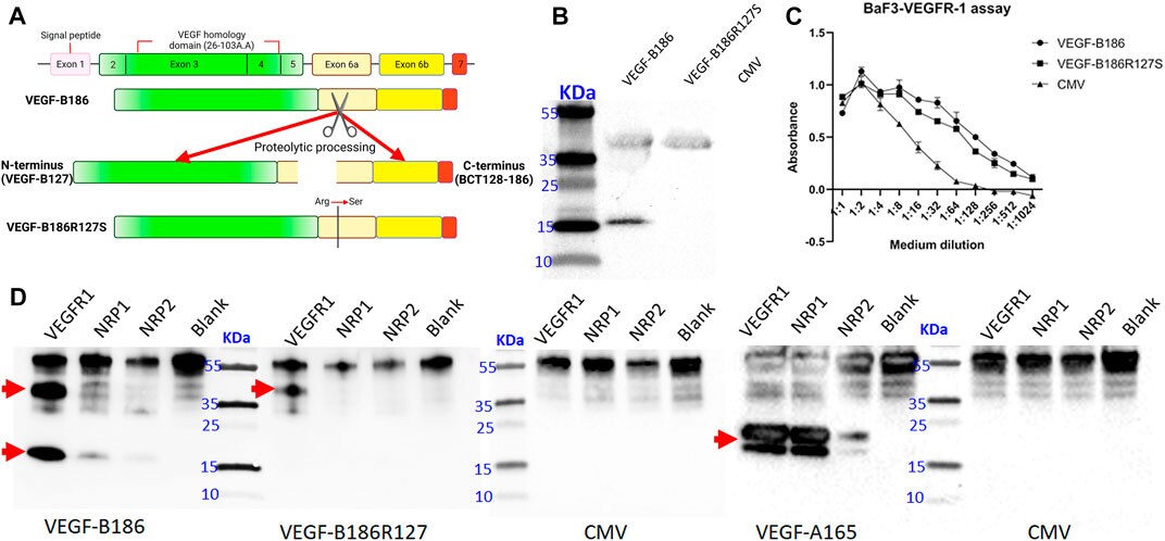 Human VEGF-B Antibody MAB3372