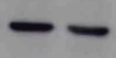 Porcine CD31/PECAM‑1 Antibody MAB33871