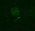 Human MKK4 Antibody MAB3390