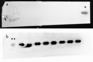 Human/Mouse/Rat Histone H2AX Antibody MAB3406