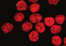 Human/Mouse/Rat Histone H2AX Antibody MAB3406