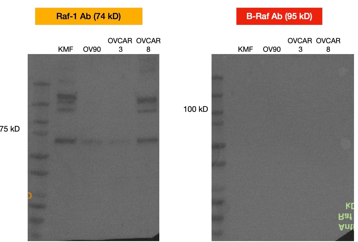 Human/Mouse/Rat B‑Raf Antibody MAB3424