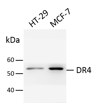 Human TRAILR1/TNFRSF10A Antibody MAB347