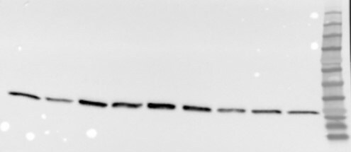 Human Peroxiredoxin 1 Antibody MAB3488
