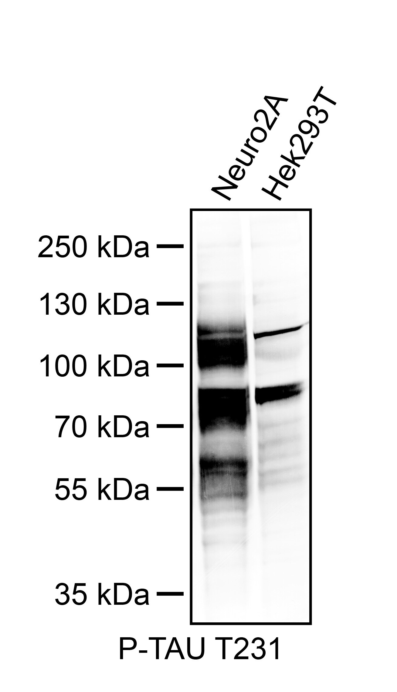 Phospho-Tau (T231) Antibody MAB34941
