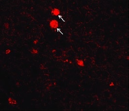 Human Tau MAb (Clone 376720) MAB3494