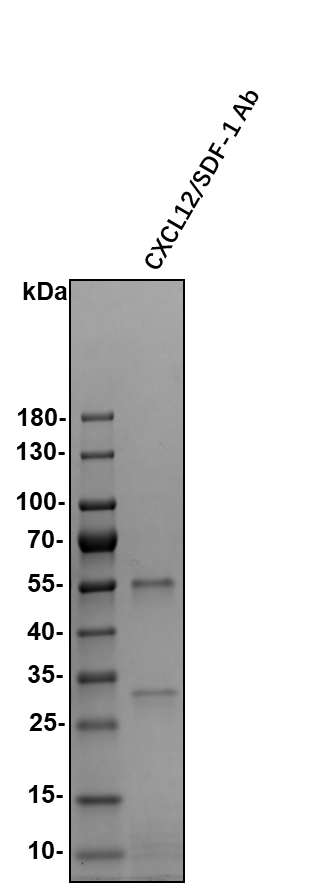 Human/Mouse CXCL12/SDF‑1 Antibody MAB350