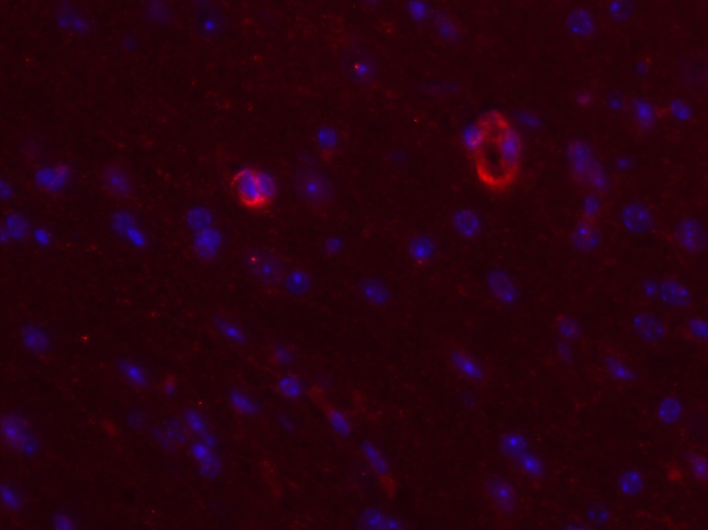 Human/Mouse CXCL12/SDF‑1 Antibody MAB350