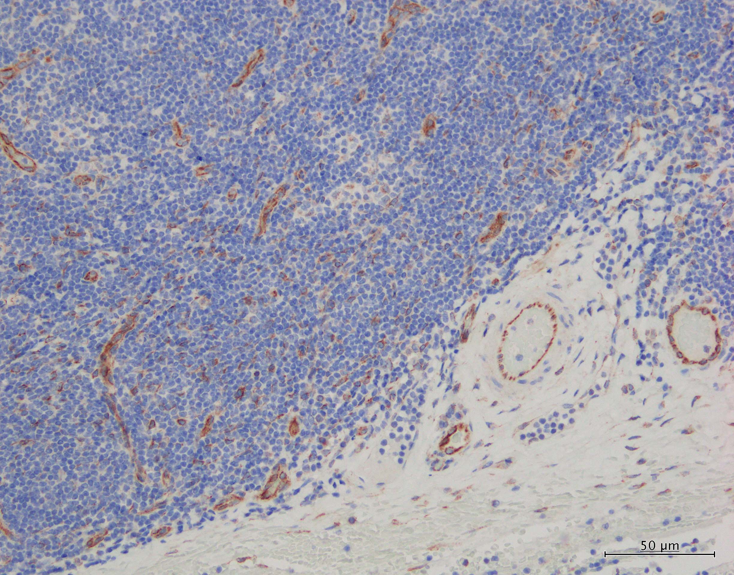 Human/Mouse CXCL12/SDF‑1 Antibody MAB350