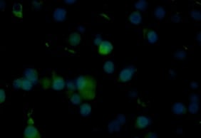 Human/Mouse CXCL12/SDF‑1 Antibody MAB350