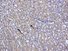 Human/Mouse CXCL12/SDF‑1 Antibody MAB350