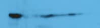 Human/Mouse Periostin/OSF‑2 Antibody MAB3548
