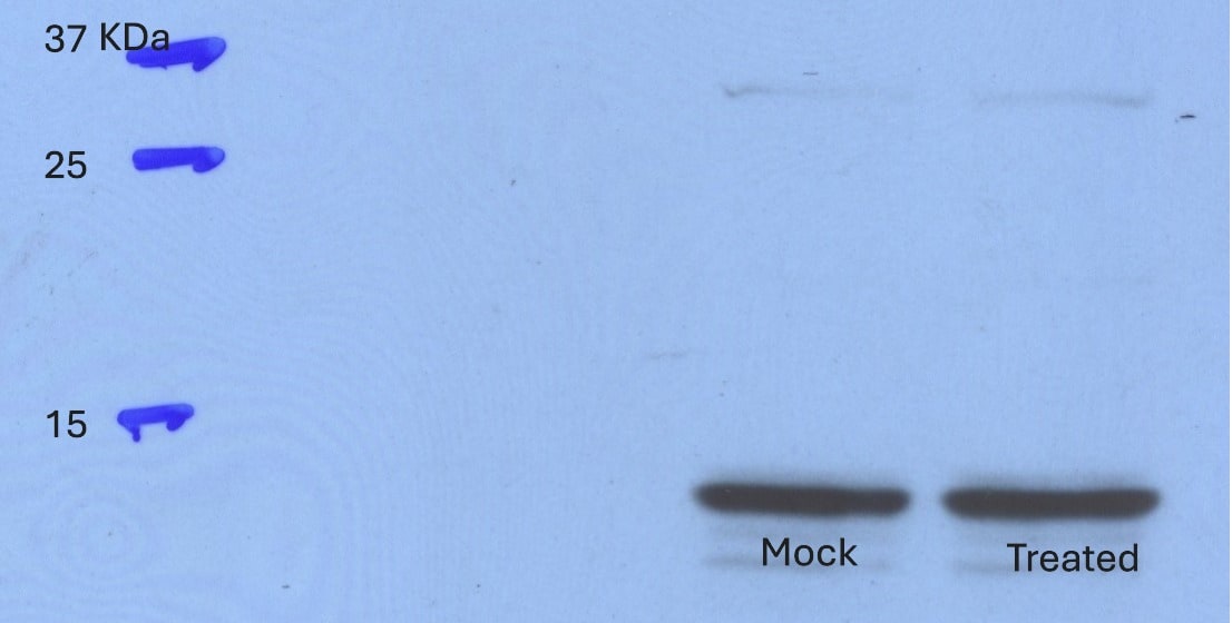 Human BMP‑2/BMP‑4 Antibody MAB3552