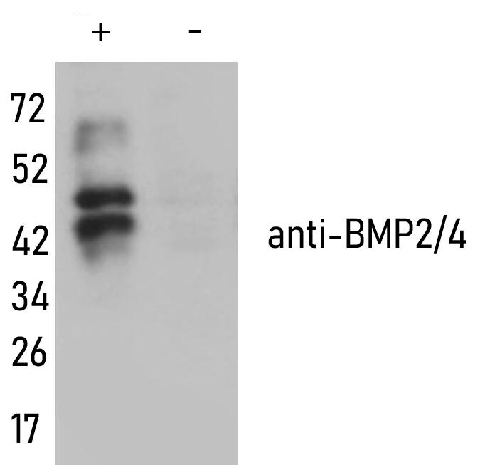 Human BMP‑2/BMP‑4 Antibody MAB355
