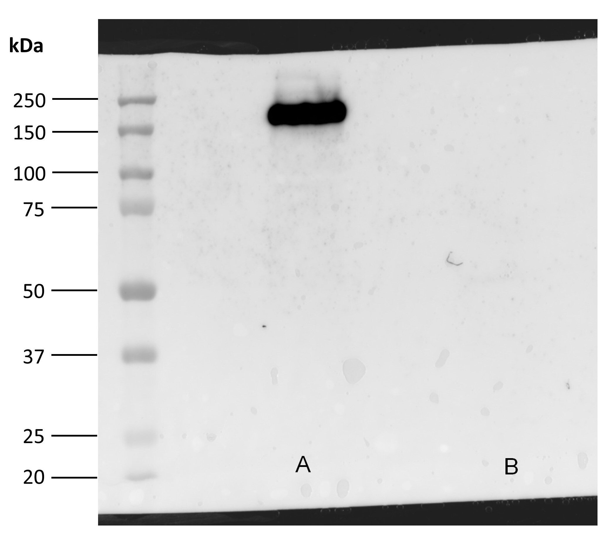 Human Phospho-EGFR (Y1068) Antibody MAB3570