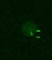 Human HGFR/c-MET Antibody MAB3582