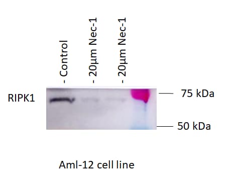 Human/Mouse/Rat RIPK1/RIP1 Antibody MAB3585
