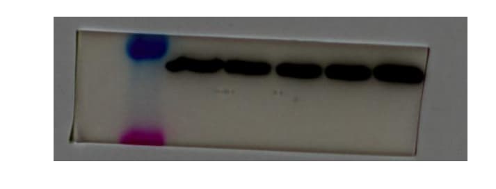 Human/Mouse/Rat RIPK1/RIP1 Antibody MAB3585