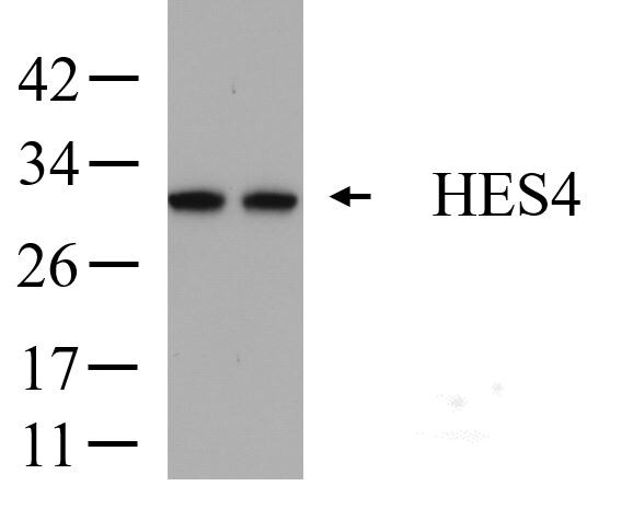 Human HES‑4 Antibody MAB3600